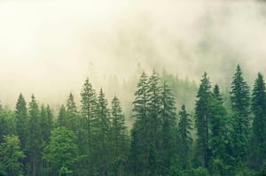 trees + norwegian wood